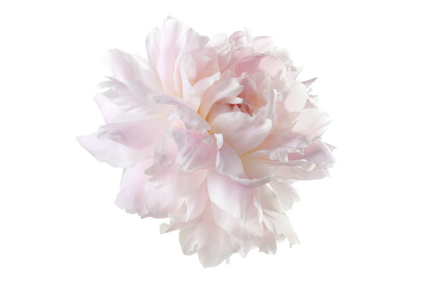 peony