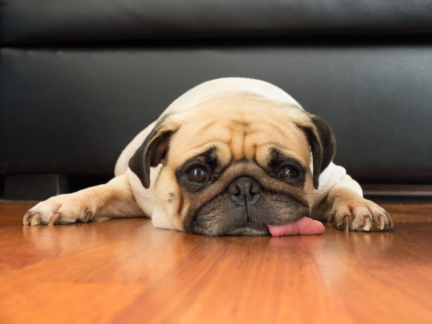 pug