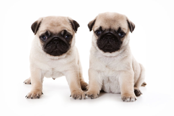 pug