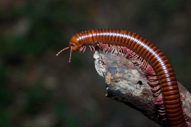 millipede