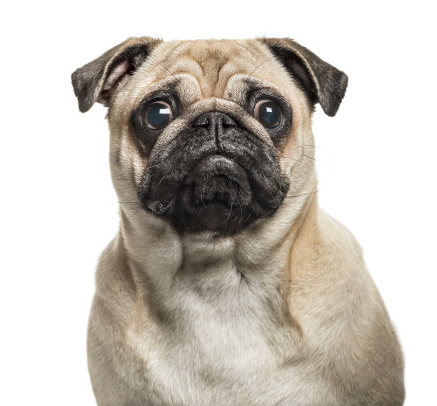 pug