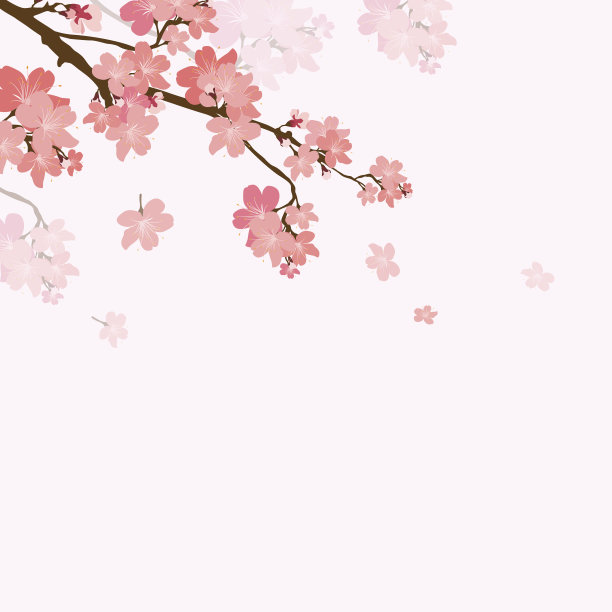 樱花树,樱花盛开
