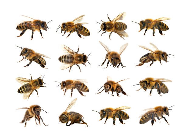 entomology