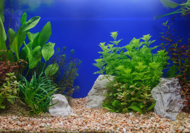 aquarium
