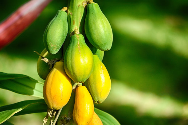 papaya