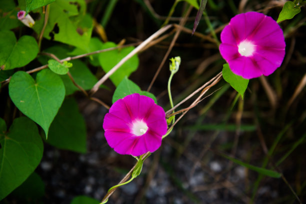 古风牵牛花