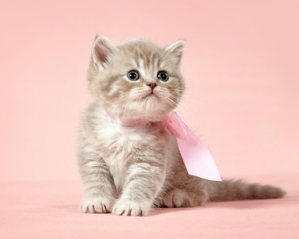 小猫