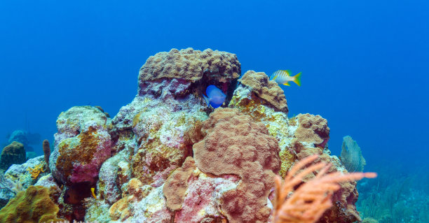 珊瑚,热带鱼,加勒比海