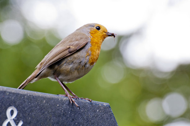robin-chat