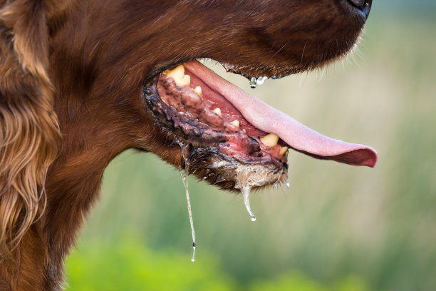 狂犬病