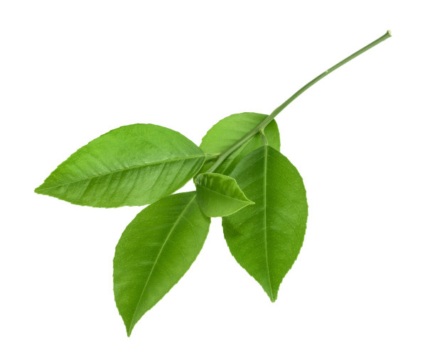 青柑