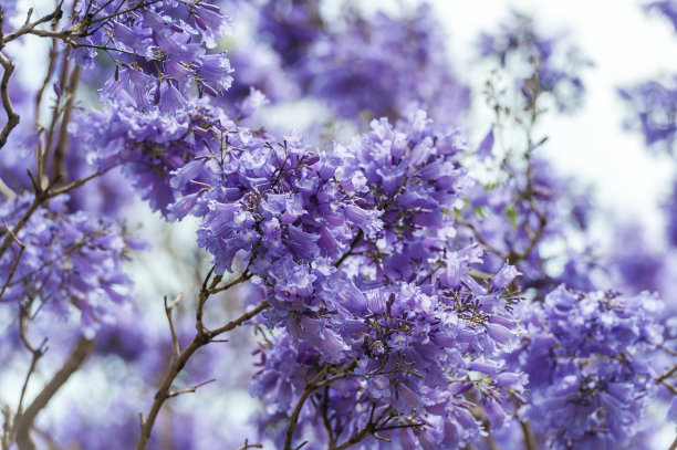 jacaranda