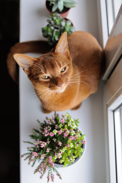 abyssinian猫