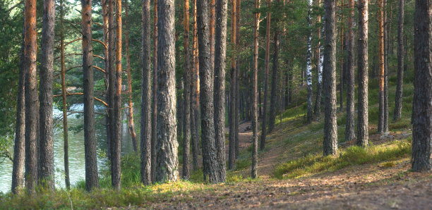 pine
