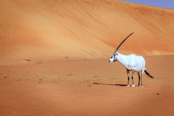 antelope