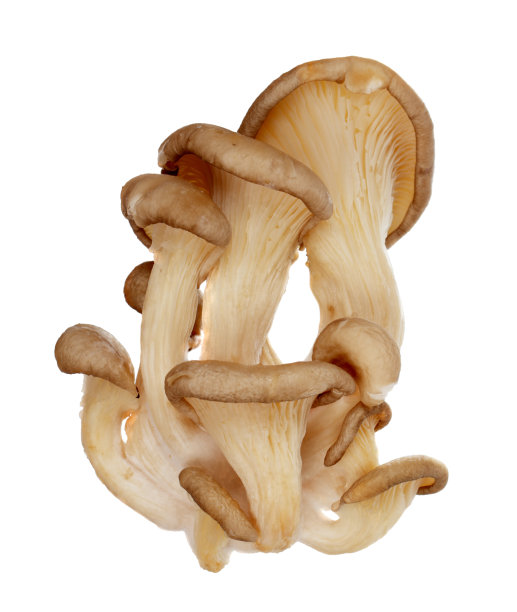 toadstool