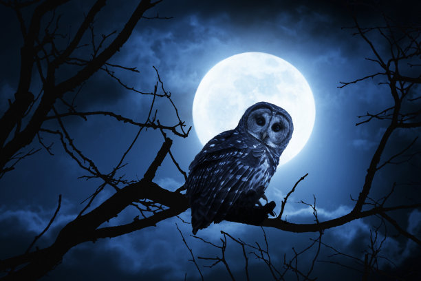 strix