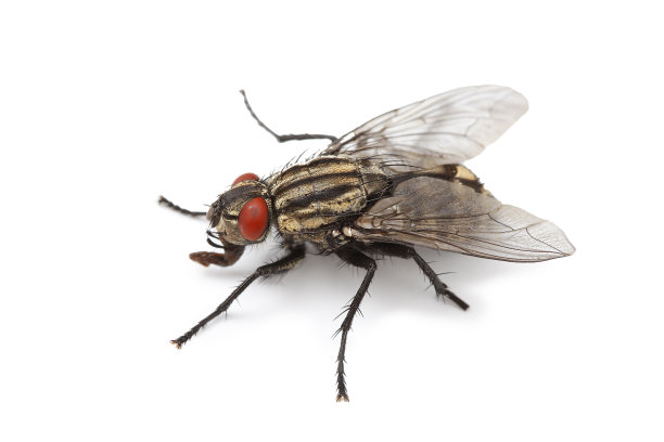 entomology