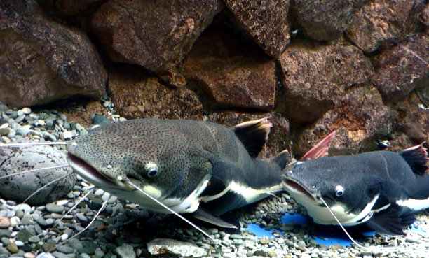catfish