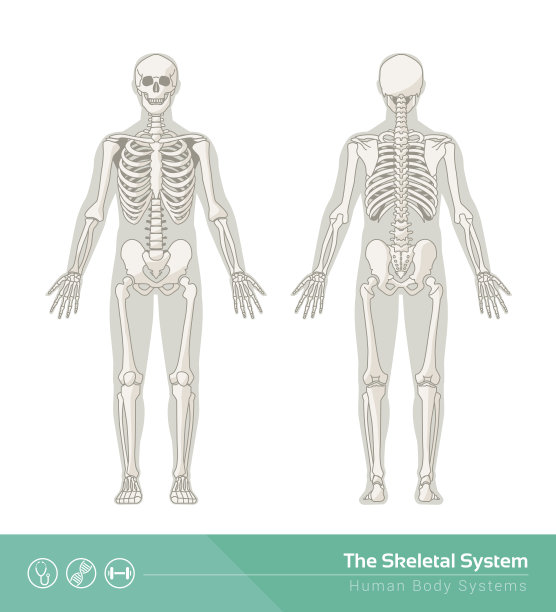 skeleton