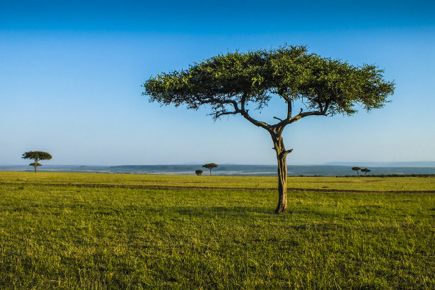 savanna