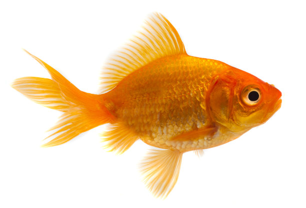 carassius