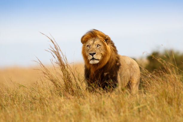 wildlife