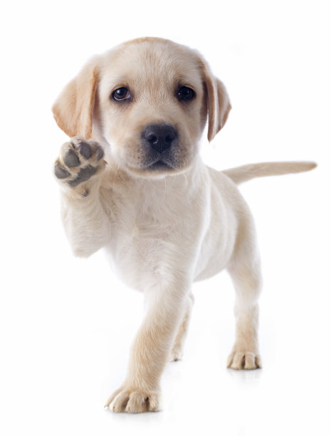 labrador
