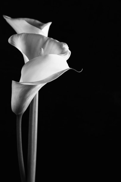 araceae
