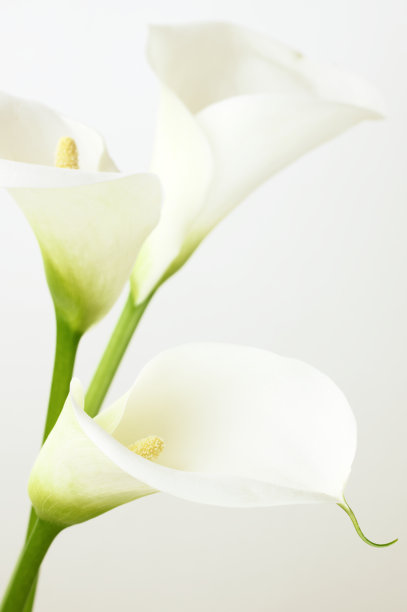 zantedeschia