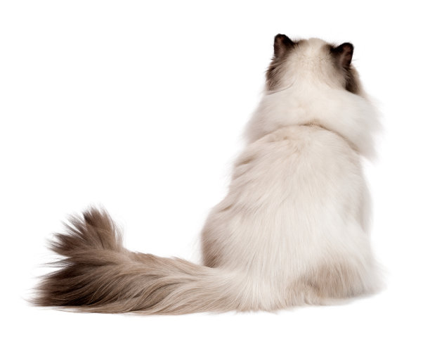 波斯猫