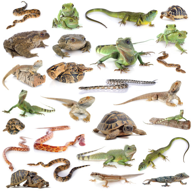 reptilia