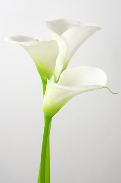 白色,自然,百合花