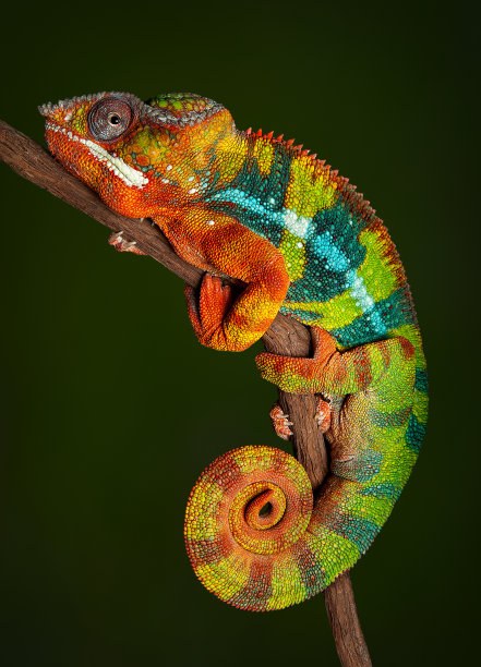 chamaeleon