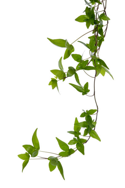 有蔓植物
