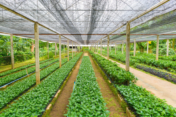 plantation