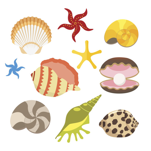 seashell