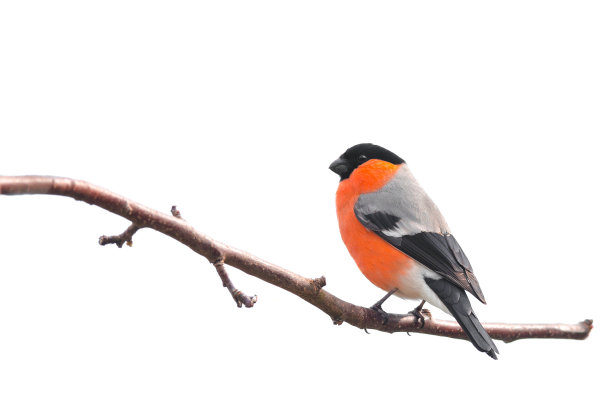 avian