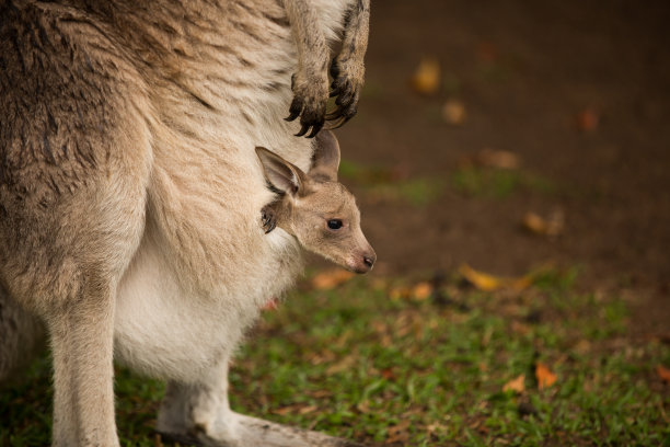 kangaroo