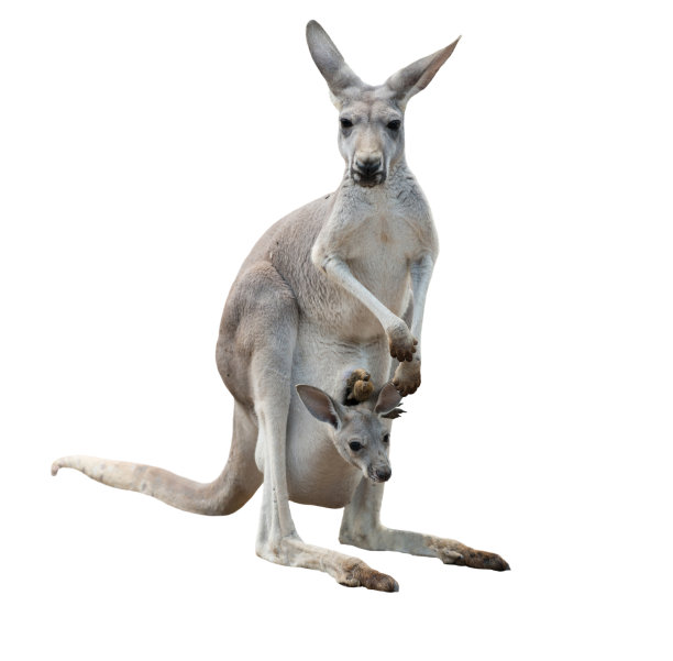 kangaroo