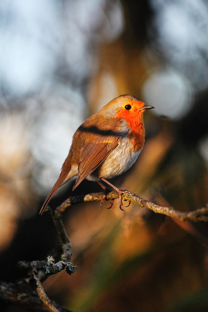 robin-chat