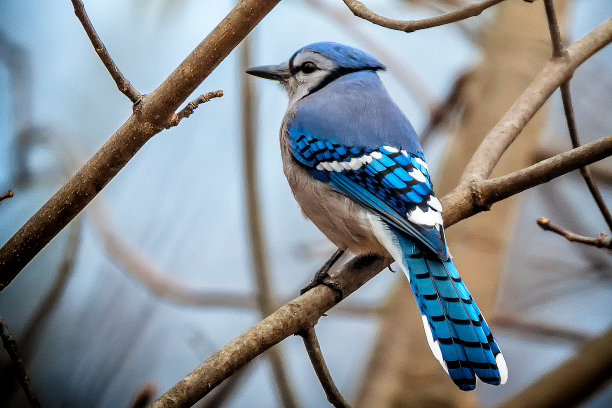 avian