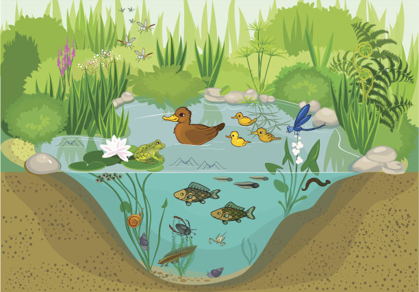 ponds