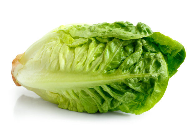 lactuca