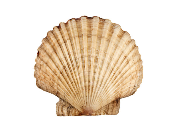 seashell