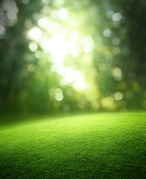 阳光绿树草坪