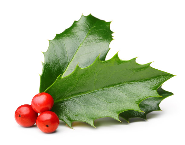 holly