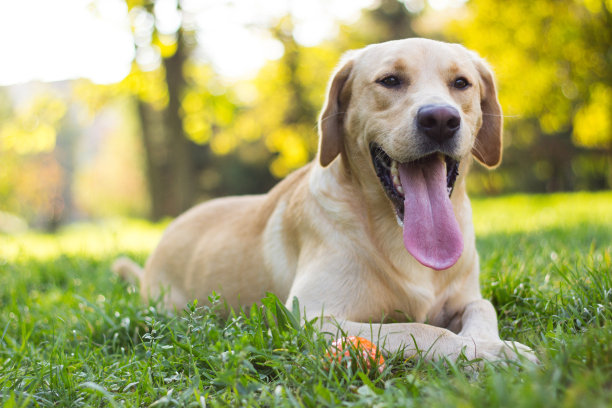 labrador