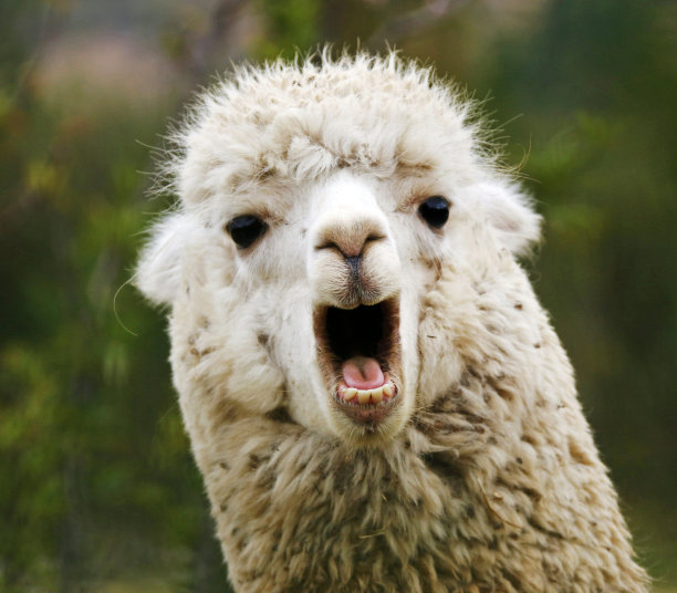 alpaca