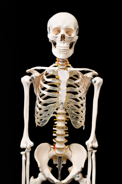 skeleton